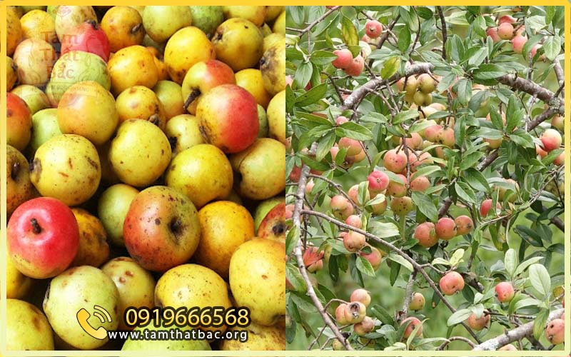 Táo mèo – 18 tác dụng và cách dùng